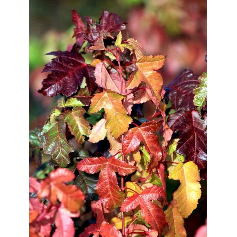 Ildløn Til Hæk Acer Ginnala 5 Liter Potte 9 Ildløn Til Hæk Acer Ginnala 5 Liter Potte - Billede 7