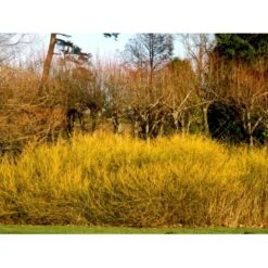 Gulgrenet Kornel 'Flaviramea' Cornus Sericea 'Flaviramea' Potte 12 Liter,- 100-125 Cm. -Osmo Salgsbutik mi656 cornus stolonifera flaviramea 044c