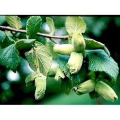 Storfrugtet Hassel 'Bolviller' Corylus Avellana 'Bolviller' 7,5 Liter Potte 7 Storfrugtet Hassel 'Bolviller' Corylus Avellana 'Bolviller' 7,5 Liter Potte -Osmo Salgsbutik mi682 corylus avellana halle sche riesen 7f99