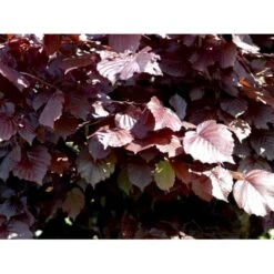 Purpurhassel Corylus Maxima 'Purpurea' Solitær Busk 150-200 Cm. - Med Klump -Osmo Salgsbutik mi684 corylus maxima purpurea 89f2