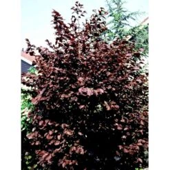 Purpurhassel Corylus Maxima 'Purpurea' Solitær Busk 150-200 Cm. - Med Klump -Osmo Salgsbutik mi684 corylus maxima purpurea 9797