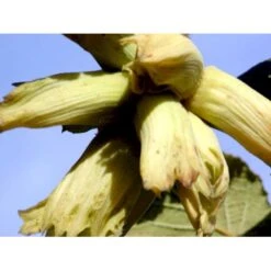 Storfrugtet Hassel 'Lamberts Filbert' Corylus Maxima 'Lamberts Filbert' 7,5 Liter Potte -Osmo Salgsbutik mi685 corylus avellana lambert filbert 311d