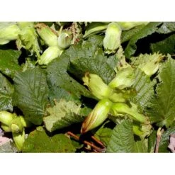 Storfrugtet Hassel 'Lamberts Filbert' Corylus Maxima 'Lamberts Filbert' 7,5 Liter Potte -Osmo Salgsbutik mi685 corylus avellana lambert filbert f309