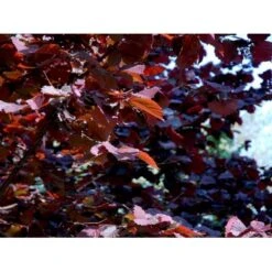 Storfrugtet Hassel 'Rød Zellernød' Corylus Maxima 'Rød Zellernød' 7,5 Liter Potte