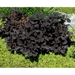 Rødbladet Parykbusk 'Royal Purple' Cotinus Coggygria 'Royal Purple' Potte 2,0 Liter,- 30-40 Cm. -Osmo Salgsbutik mi697 cotinus coggygria royal purple 5f55