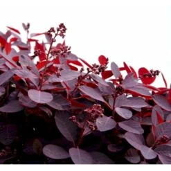 Rødbladet Parykbusk 'Royal Purple' Cotinus Coggygria 'Royal Purple' Potte 2,0 Liter,- 30-40 Cm. -Osmo Salgsbutik mi697 cotinus coggygria royal purple 6ed7