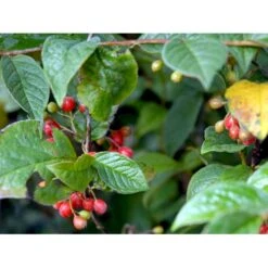 Buklet Dværgmispel Cotoneaster Bullatus Solitær Busk 150-200 Cm. - Med Klump -Osmo Salgsbutik mi698 cotoneaster bullatus 2cdf