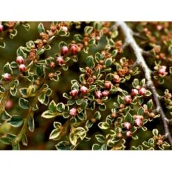 Dværgmispel 'Variegatus' Cotoneaster Atropurpureus 'Variegatus' Opstammet 60 Cm. Med Potte -Osmo Salgsbutik mi706 cotoneaster atropupureus variegatus e853
