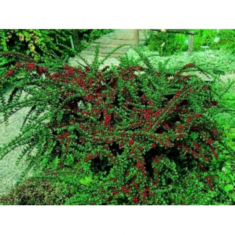 Fiskeben-Dværgmispel 'Cotali' Cotoneaster Horizontalis 'Cotali' 3,5 Liter Potte 7 Fiskeben-Dværgmispel 'Cotali' Cotoneaster Horizontalis 'Cotali' 3,5 Liter Potte - Billede 5