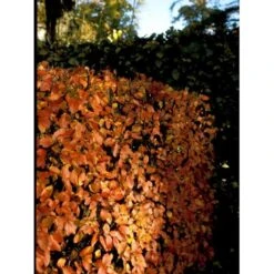 Glansdværgmispel Cotoneaster Lucidus Potte 4,0 Liter,- 50-60 Cm. -Osmo Salgsbutik mi708 cotoneaster lucidus db7c