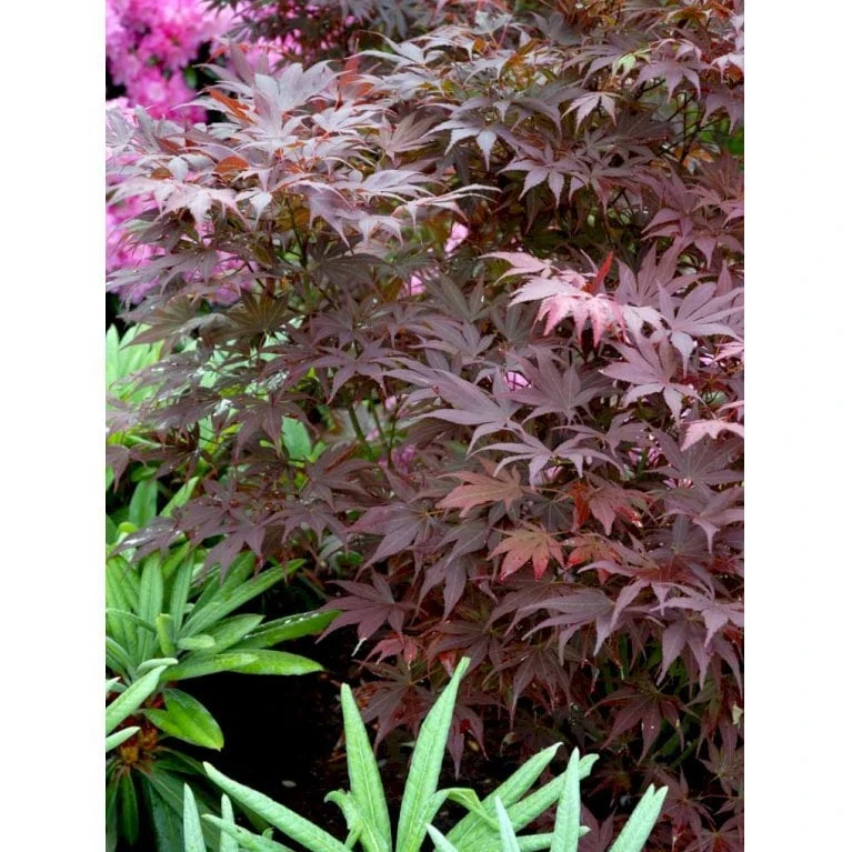 Japansk Ahorn 'Atropurpureum' Acer Palmatum 'Atropurpureum' Potte 4,0 Liter,- 60-80 Cm. 7 Japansk Ahorn 'Atropurpureum' Acer Palmatum 'Atropurpureum' Potte 4,0 Liter,- 60-80 Cm. - Billede 5