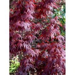 Japansk Ahorn 'Atropurpureum' Acer Palmatum 'Atropurpureum' Potte 4,0 Liter,- 60-80 Cm. 18 Japansk Ahorn 'Atropurpureum' Acer Palmatum 'Atropurpureum' Potte 4,0 Liter,- 60-80 Cm. -Osmo Salgsbutik mi72 acer palmatum atropurpureum 4cfa