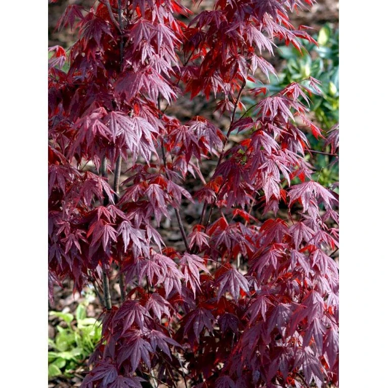 Japansk Ahorn 'Atropurpureum' Acer Palmatum 'Atropurpureum' Potte 4,0 Liter,- 60-80 Cm. 9 Japansk Ahorn 'Atropurpureum' Acer Palmatum 'Atropurpureum' Potte 4,0 Liter,- 60-80 Cm. - Billede 7