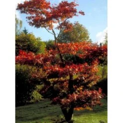 Japansk Ahorn 'Atropurpureum' Acer Palmatum 'Atropurpureum' Potte 4,0 Liter,- 60-80 Cm. 20 Japansk Ahorn 'Atropurpureum' Acer Palmatum 'Atropurpureum' Potte 4,0 Liter,- 60-80 Cm. -Osmo Salgsbutik mi72 acer palmatum atropurpureum 6874