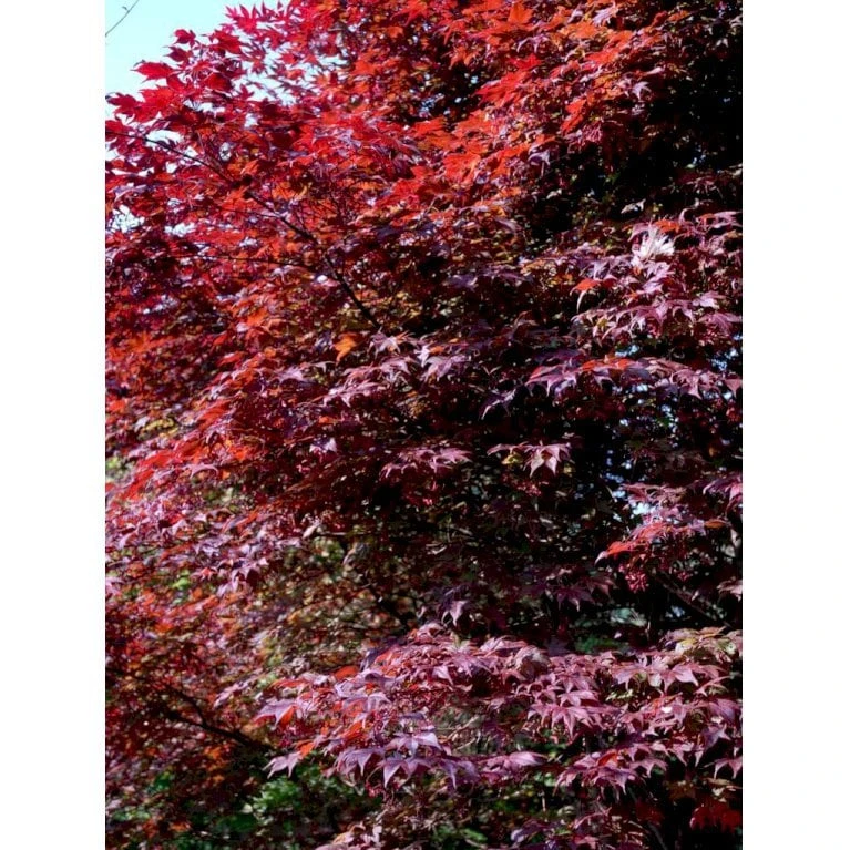 Japansk Ahorn 'Atropurpureum' Acer Palmatum 'Atropurpureum' Potte 4,0 Liter,- 60-80 Cm. 3 Japansk Ahorn 'Atropurpureum' Acer Palmatum 'Atropurpureum' Potte 4,0 Liter,- 60-80 Cm.