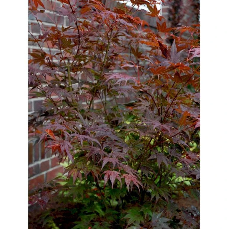Japansk Ahorn 'Atropurpureum' Acer Palmatum 'Atropurpureum' Potte 4,0 Liter,- 60-80 Cm. 8 Japansk Ahorn 'Atropurpureum' Acer Palmatum 'Atropurpureum' Potte 4,0 Liter,- 60-80 Cm. - Billede 6