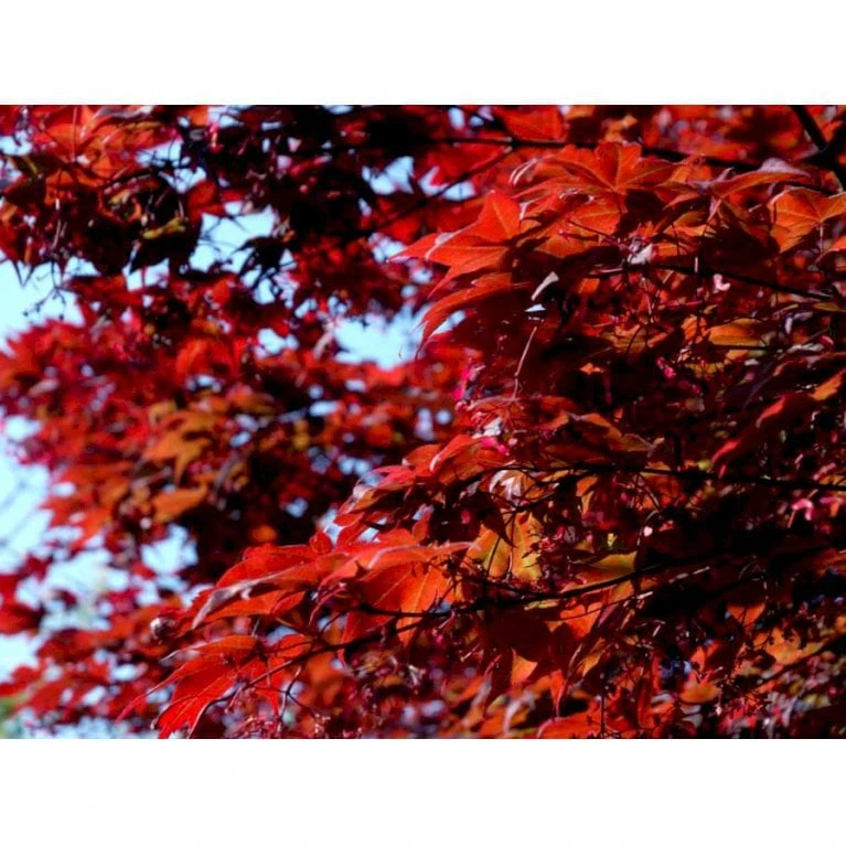 Japansk Ahorn 'Atropurpureum' Acer Palmatum 'Atropurpureum' Potte 4,0 Liter,- 60-80 Cm. 5 Japansk Ahorn 'Atropurpureum' Acer Palmatum 'Atropurpureum' Potte 4,0 Liter,- 60-80 Cm. - Billede 3