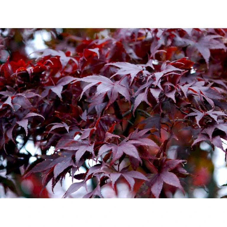 Japansk Ahorn 'Atropurpureum' Acer Palmatum 'Atropurpureum' Potte 4,0 Liter,- 60-80 Cm. 6 Japansk Ahorn 'Atropurpureum' Acer Palmatum 'Atropurpureum' Potte 4,0 Liter,- 60-80 Cm. - Billede 4