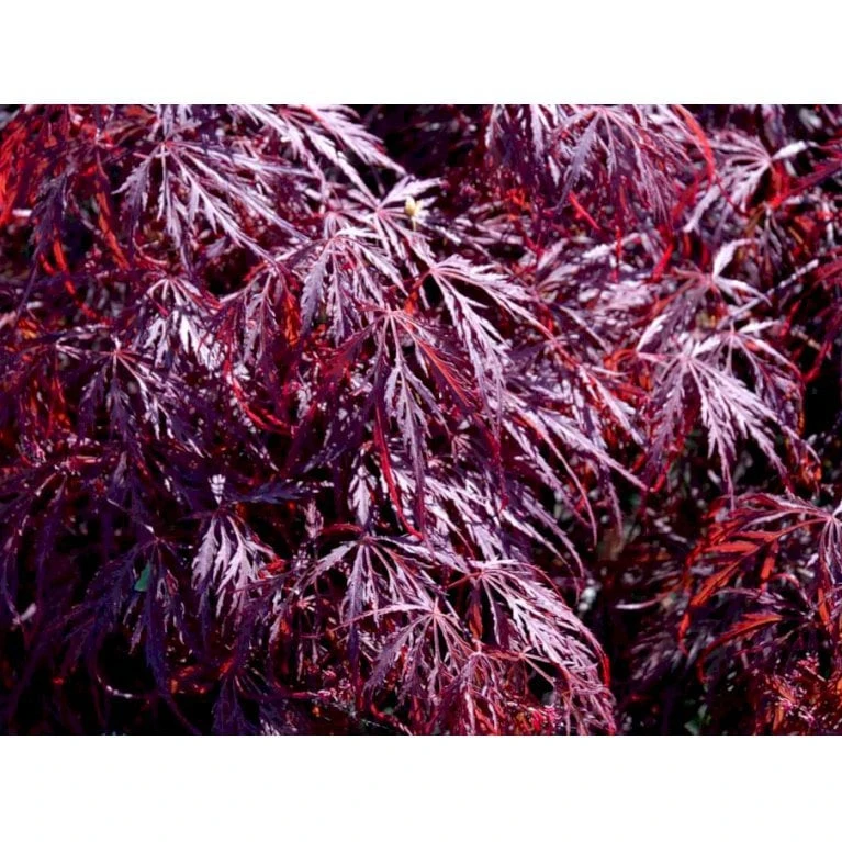 Opstammet Japansk Ahorn 'Garnet' Acer Palmatum Dissectum 'Garnet' Potte 4,0 Liter,- 40-50 Cm. 7 Opstammet Japansk Ahorn 'Garnet' Acer Palmatum Dissectum 'Garnet' Potte 4,0 Liter,- 40-50 Cm. - Billede 5