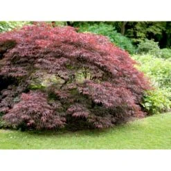 Opstammet Japansk Ahorn 'Garnet' Acer Palmatum Dissectum 'Garnet' Potte 4,0 Liter,- 40-50 Cm. 13 Opstammet Japansk Ahorn 'Garnet' Acer Palmatum Dissectum 'Garnet' Potte 4,0 Liter,- 40-50 Cm. -Osmo Salgsbutik mi73 acer palmatum garnet 8a10