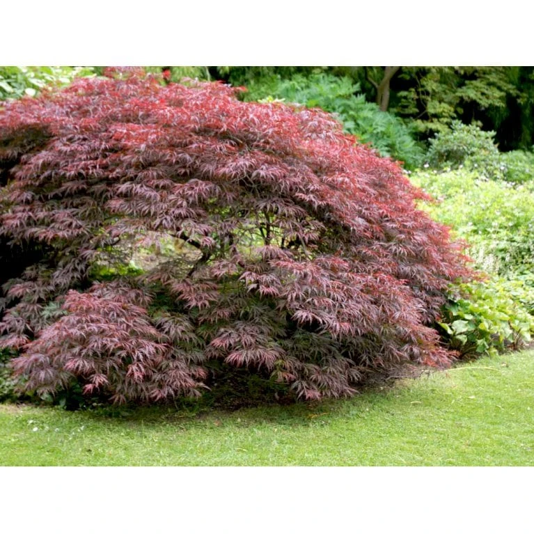 Opstammet Japansk Ahorn 'Garnet' Acer Palmatum Dissectum 'Garnet' Potte 4,0 Liter,- 40-50 Cm. 8 Opstammet Japansk Ahorn 'Garnet' Acer Palmatum Dissectum 'Garnet' Potte 4,0 Liter,- 40-50 Cm. - Billede 6
