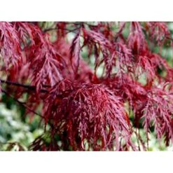 Opstammet Japansk Ahorn 'Garnet' Acer Palmatum Dissectum 'Garnet' Potte 4,0 Liter,- 40-50 Cm. 10 Opstammet Japansk Ahorn 'Garnet' Acer Palmatum Dissectum 'Garnet' Potte 4,0 Liter,- 40-50 Cm. -Osmo Salgsbutik mi73 acer palmatum garnet dcb7