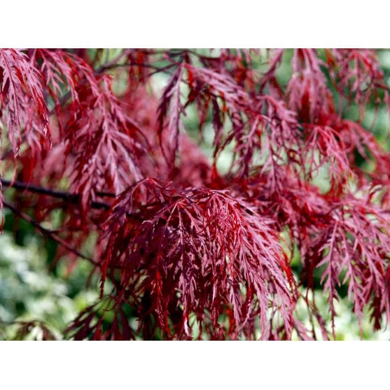 Opstammet Japansk Ahorn 'Garnet' Acer Palmatum Dissectum 'Garnet' Potte 4,0 Liter,- 40-50 Cm. 5 Opstammet Japansk Ahorn 'Garnet' Acer Palmatum Dissectum 'Garnet' Potte 4,0 Liter,- 40-50 Cm. - Billede 3