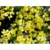 Vårgyvel Cytisus Praecox 'Allgold' Potte 2 Liter. -Osmo Salgsbutik mi740 cytisus praecox allgold 06cd