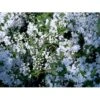 Lille Stjernetop Deutzia Gracilis Potte 2,0 Liter,- 30-40 Cm. 1 Lille Stjernetop Deutzia Gracilis Potte 2,0 Liter,- 30-40 Cm. -Osmo Salgsbutik mi753 deutzia gracilis 5796
