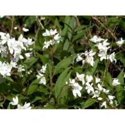 Lille Stjernetop 'Nikko' Deutzia 'Nikko' 3,5 Liter Potte -Osmo Salgsbutik mi754 deutzia gracilis nikko 609b