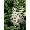 Stjernetop 'Dippon' Deutzia Crenata 'Dippon' 3,5 Liter Potte