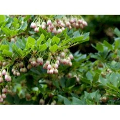 Pagodebusk Enkianthus Campanulatus Trådklump,- 125-150 Cm. -Osmo Salgsbutik mi845 enkianthus campanulatus 29bc