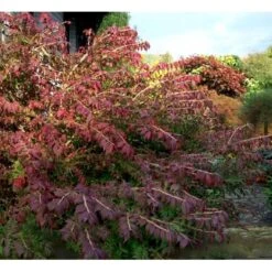 Vinget Benved 'Compactus' Euonymus Alatus 'Compactus' Med Klump,- 80-100 Cm. -Osmo Salgsbutik mi898 euonymus alatus compactus 9fc9