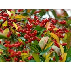 Almindelig Benved 'Red Cascade' Euonymus Europaeus 'Red Cascade' 5 Liter Potte -Osmo Salgsbutik mi904 euonymus europaeus red cascade 4499