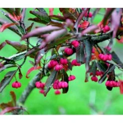 Almindelig Benved 'Red Cascade' Euonymus Europaeus 'Red Cascade' 5 Liter Potte -Osmo Salgsbutik mi904 euonymus europaeus red cascade 74f9