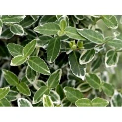 Benved 'Emerald Gaiety' Euonymus Fortunei 'Emerald Gaiety' Opstammet 120 Cm. Med Potte -Osmo Salgsbutik mi905 euonymus fortunei emerald gaiety d51d