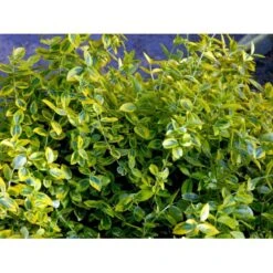 Benved 'Emerald Gold' Euonymus Fortunei 'Emerald Gold' Opstammet 80 Cm. 7,5 Liter Potte -Osmo Salgsbutik mi906 euonymus fortunei emerald n gold 8b54