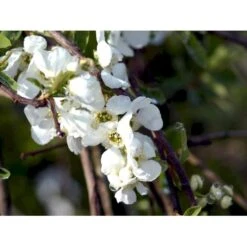 Perlebusk 'The Bride' Exochorda Marcrantha 'The Bride' 2,5 Liter 10 Perlebusk 'The Bride' Exochorda Marcrantha 'The Bride' 2,5 Liter -Osmo Salgsbutik mi924 exochorda the bride 3859