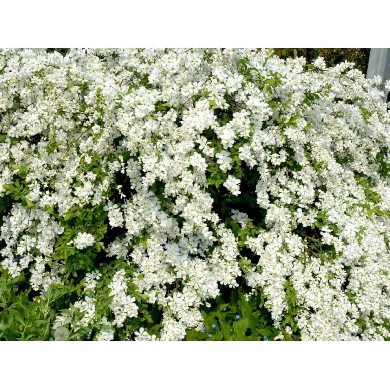Perlebusk 'The Bride' Exochorda Marcrantha 'The Bride' 2,5 Liter 5 Perlebusk 'The Bride' Exochorda Marcrantha 'The Bride' 2,5 Liter - Billede 3