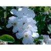 Perlebusk 'The Bride' Exochorda Marcrantha 'The Bride' 2,5 Liter