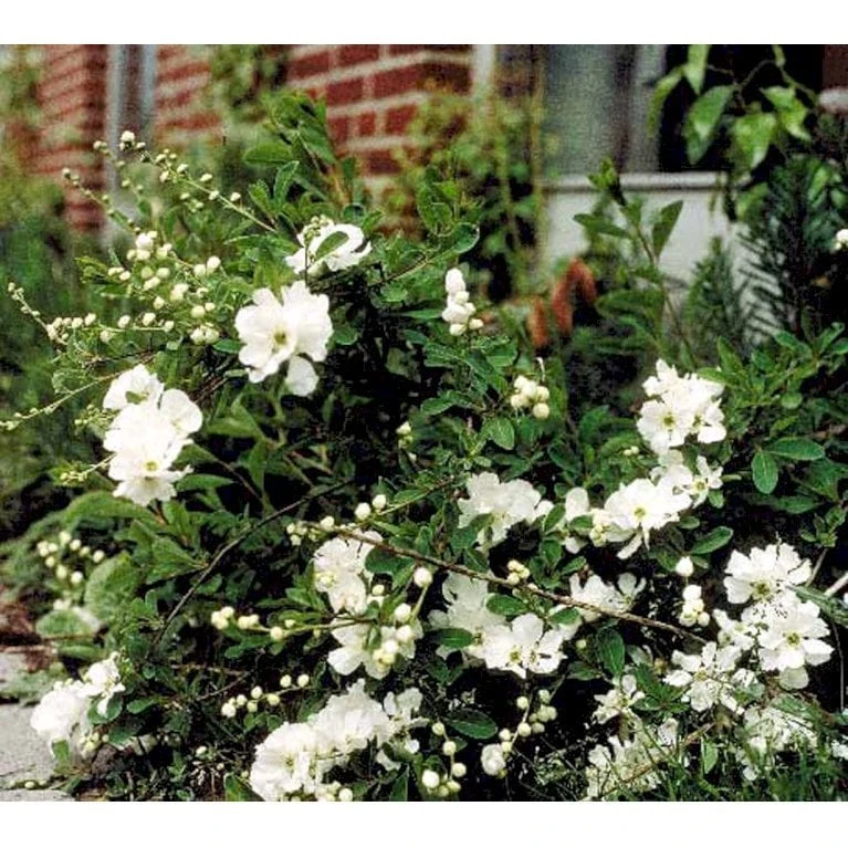 Perlebusk 'The Bride' Exochorda Marcrantha 'The Bride' 2,5 Liter 4 Perlebusk 'The Bride' Exochorda Marcrantha 'The Bride' 2,5 Liter - Billede 2