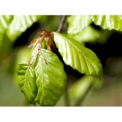 Almindelig Bøg / Bøgehæk Fagus Sylvatica Barrods, - 3 års (1/2) 120-150 Cm. Kraftig Hækkvalitet. 17 Almindelig Bøg / Bøgehæk Fagus Sylvatica Barrods, - 3 års (1/2) 120-150 Cm. Kraftig Hækkvalitet. -Osmo Salgsbutik mi937 fagus sylvatica 0088 1