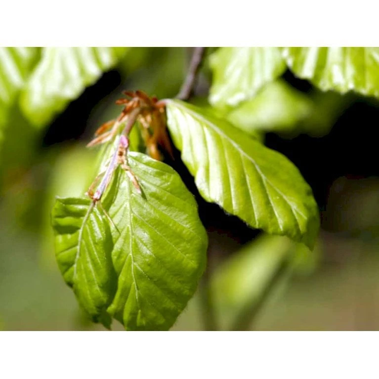 Almindelig Bøg / Bøgehæk Fagus Sylvatica Barrods, - 3 års (1/2) 120-150 Cm. Kraftig Hækkvalitet. 10 Almindelig Bøg / Bøgehæk Fagus Sylvatica Barrods, - 3 års (1/2) 120-150 Cm. Kraftig Hækkvalitet. - Billede 8