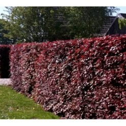 Rødbøg Til Hæk Fagus Sylvatica Purpurea Barrods,- 3 års (3/0) 80-120 Cm. -Osmo Salgsbutik mi939 fagus sylvatica purpurea 996f