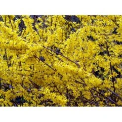 Vårguld 'Lynwood' Forsythia Intermedia 'Lynwood' 5 Liter Potte -Osmo Salgsbutik mi975 forsythia intermedia lynwood 9e06