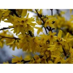 Vårguld 'Lynwood' Forsythia Intermedia 'Lynwood' 5 Liter Potte -Osmo Salgsbutik mi975 forsythia intermedia lynwood cbd0