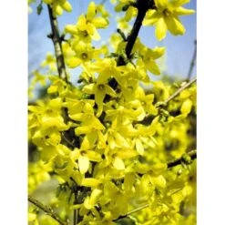 Vårguld 'Lynwood' Forsythia Intermedia 'Lynwood' 5 Liter Potte -Osmo Salgsbutik mi975 forsythia intermedia lynwood d1de