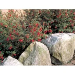 Fuchsia 'Karen' Fuchsia Magellanica 'Karen' 3,5 Liter Potte -Osmo Salgsbutik mi998 fuchsia magellanica karen 380c