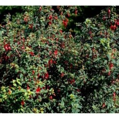 Fuchsia 'Karen' Fuchsia Magellanica 'Karen' 3,5 Liter Potte -Osmo Salgsbutik mi998 fuchsia magellanica karen ebbd