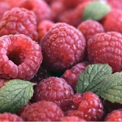 Efterårs Hindbær 'Autumn Bliss'® Rubus Idaeus 'Autumn Bliss'® Barrods,- 8-10 Mm. Rodhals. -Osmo Salgsbutik p1048 48838 rubus idaeus autumn bliss 09ae